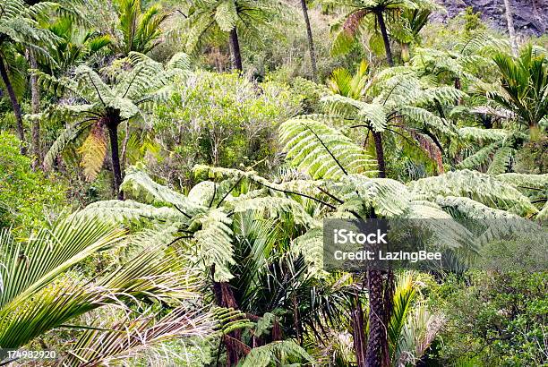 Nativo Punga Árvore Nikau Bush Fundo Nova Zelândia - Fotografias de stock e mais imagens de Abstrato