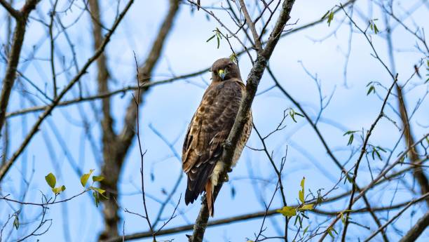 istock Adult hawk perched on a tree branch against a clear blue sky 1749831108