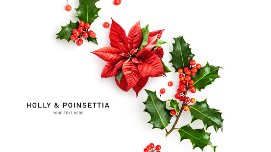 Poinsettia flower and holly leaves red berry frame border isolated on white background. Christmas decoration. Holiday composition. Creative layout. Flat lay, top view. Design element