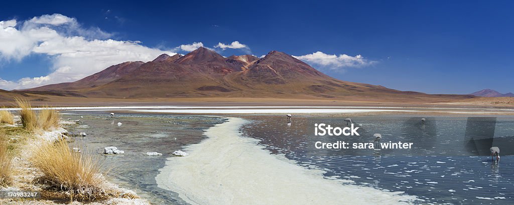 Fenicottero del deserto in un lago, Altiplano, Bolivia - Foto stock royalty-free di America del Sud