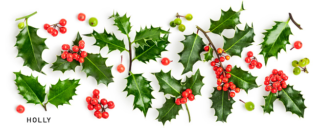Holly leaves red berry collection isolated on white background. Christmas decoration. Holiday symbol. Creative layout. Design element. Flat lay, top view