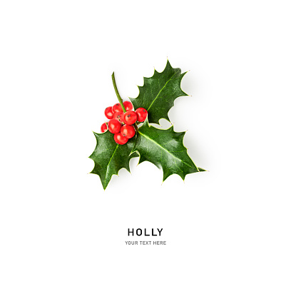 Holly leaves red berry creative layout isolated on white background. Christmas decoration. Holiday symbol. Design element. Flat lay, top view