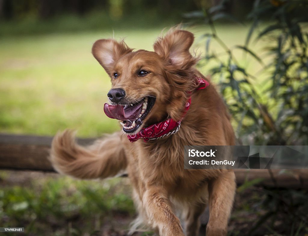 Golden Retriever gerne springen Zaun Rail - Lizenzfrei Agrarbetrieb Stock-Foto