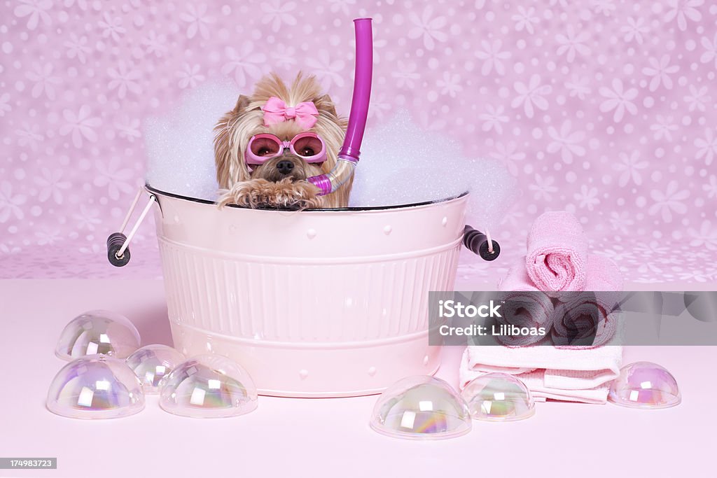 Yorkshire Terrier dans une baignoire avec masque et tuba - Photo de Terrier du Yorkshire libre de droits