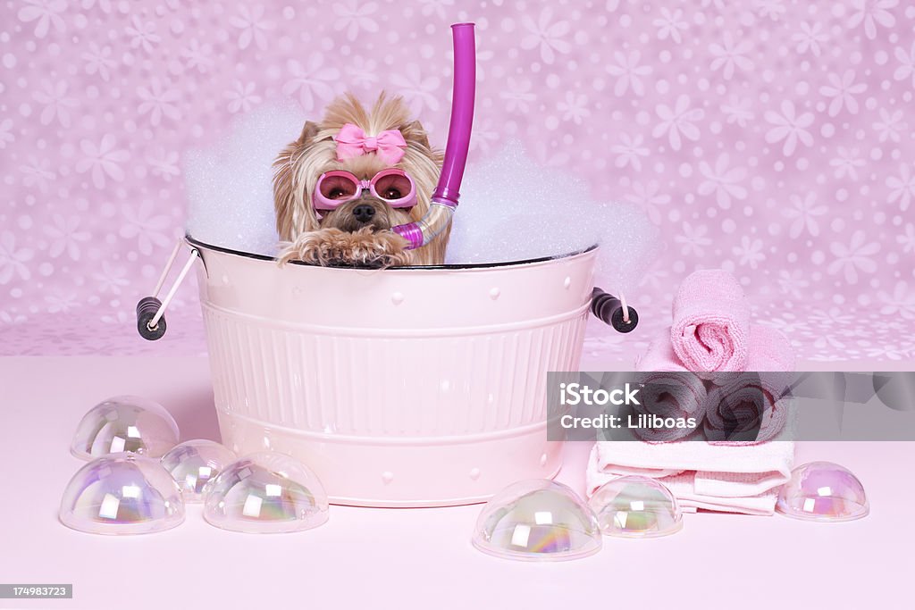 Yorkshire Terrier in una vasca da bagno con occhiali e snorkel - Foto stock royalty-free di Yorkshire Terrier