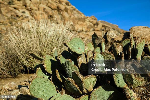 Beavertail Pricklypear Cactus Nel Parco Nazionale Di Joshua Tree - Fotografie stock e altre immagini di Albero di Giosuè