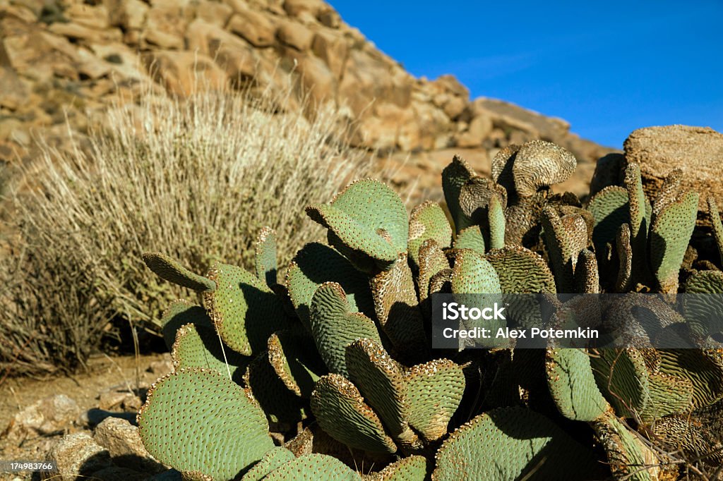 Beavertail pricklypear Kaktus w park Narodowy Joshua Tree - Zbiór zdjęć royalty-free (Ameryka)