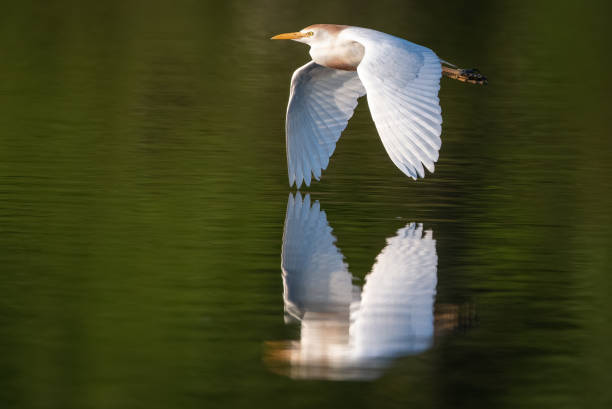 Cattle Egret Cattle Egret flying low over water in morning light bubulcus ibis stock pictures, royalty-free photos & images