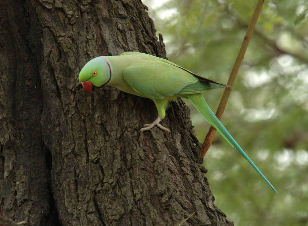 istock Rose-ringed Parakeet, Halsbandparkeet, Psittacula krameri 1749838376