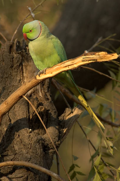 istock Rose-ringed Parakeet, Halsbandparkeet, Psittacula krameri 1749839380