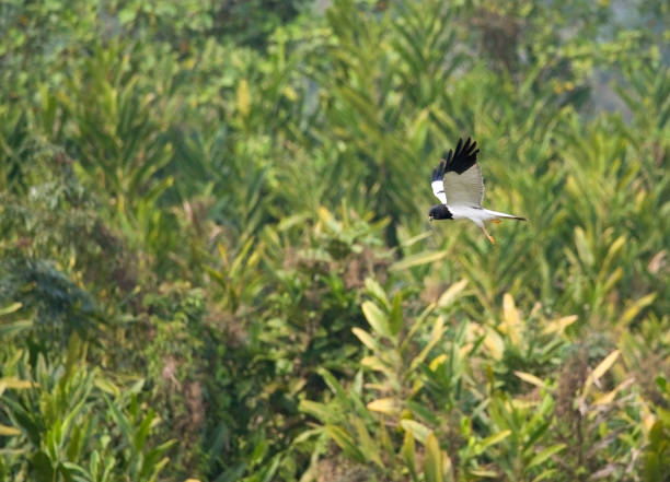 istock Bonte Kiekendief, Pied Harrier, Circus melanoleucos 1749839517