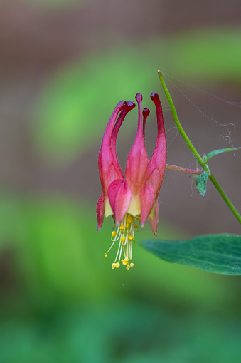 A single red and yellow flower of the Wild Red Columbine or Aquilegia canadensis growing in woodlands in rural Minnesota, United States.