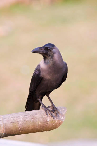 istock Huiskraai, House Crow, Corvus splendens 1749841817
