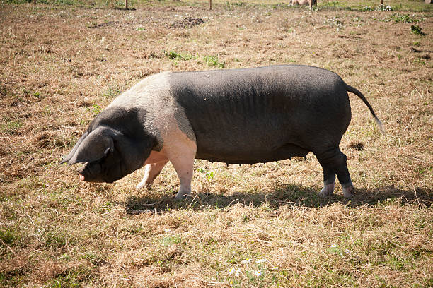Hampshire Pig stock photo