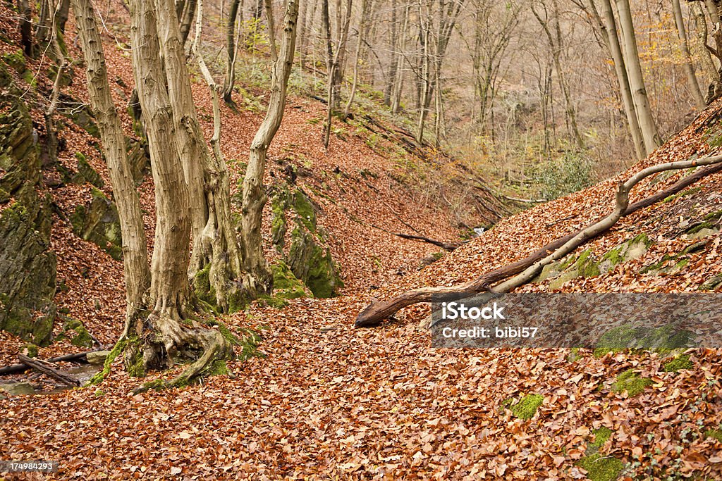 autumn in the valley - Foto de stock de Bosque - Floresta royalty-free