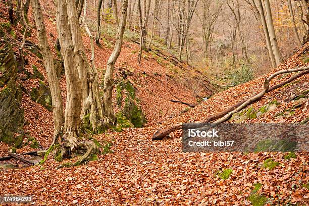 Foto de Autumn In The Valley e mais fotos de stock de Bosque - Floresta - Bosque - Floresta, Cobrindo, Espaço para Texto