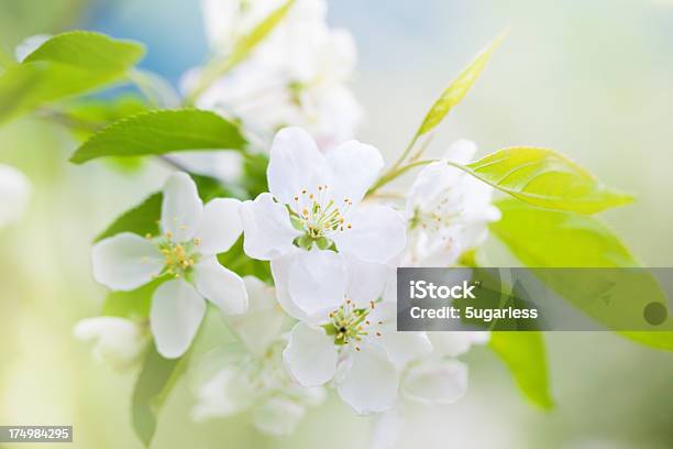 Kwitnących Kwiaty - zdjęcia stockowe i więcej obrazów Jabłoń - Jabłoń, Biały, Główka kwiatu