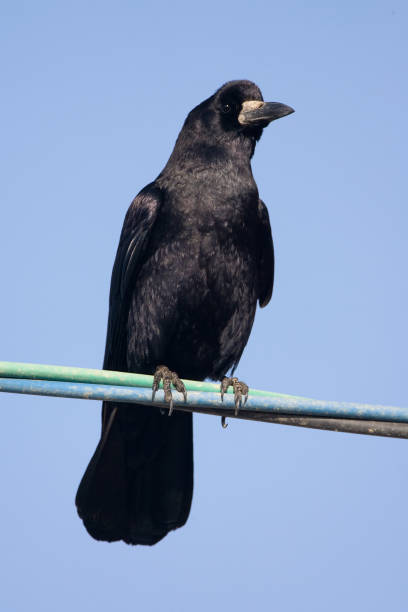 istock Roek, Rook, Corvus frugilegus 1749842993