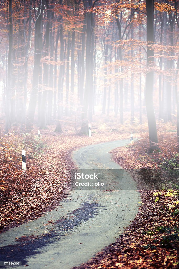 Autumnal 임산 street, 안개 - 로열티 프리 0명 스톡 사진