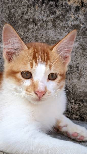 istock Portrait of a Cat Model, Orange Cat Posing Relaxed 1749843571