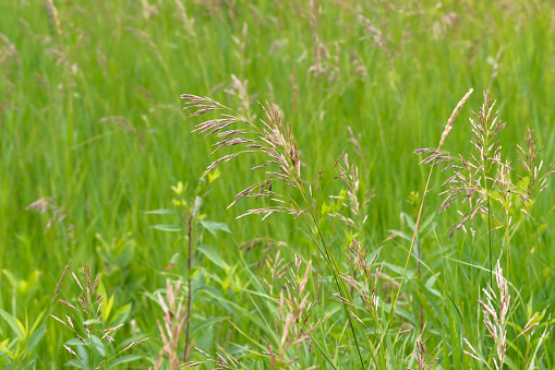 Close-up in selective soft focus of several wild plant stems, under sunlight early in the morning in summer season in a french meadow.