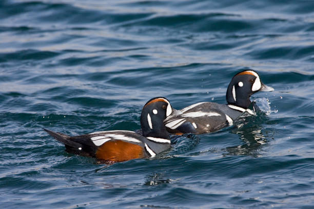 istock Harlequin Duck, Harlekijneend, Histrionicus histrionicus 1749844127