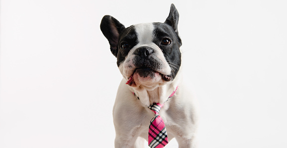 French Bulldog with necktie on the white background.