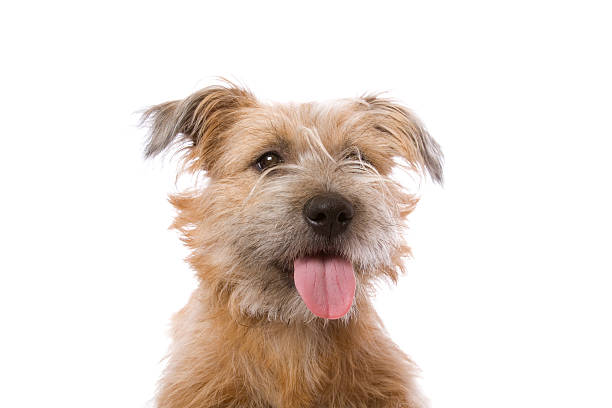istock Happy Shih Tzu Cross Dog 174984468