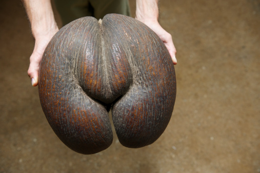 Hands hold out the textured form of a voluptuous coco de mer seed in the filtered light of a Seychelles jungle