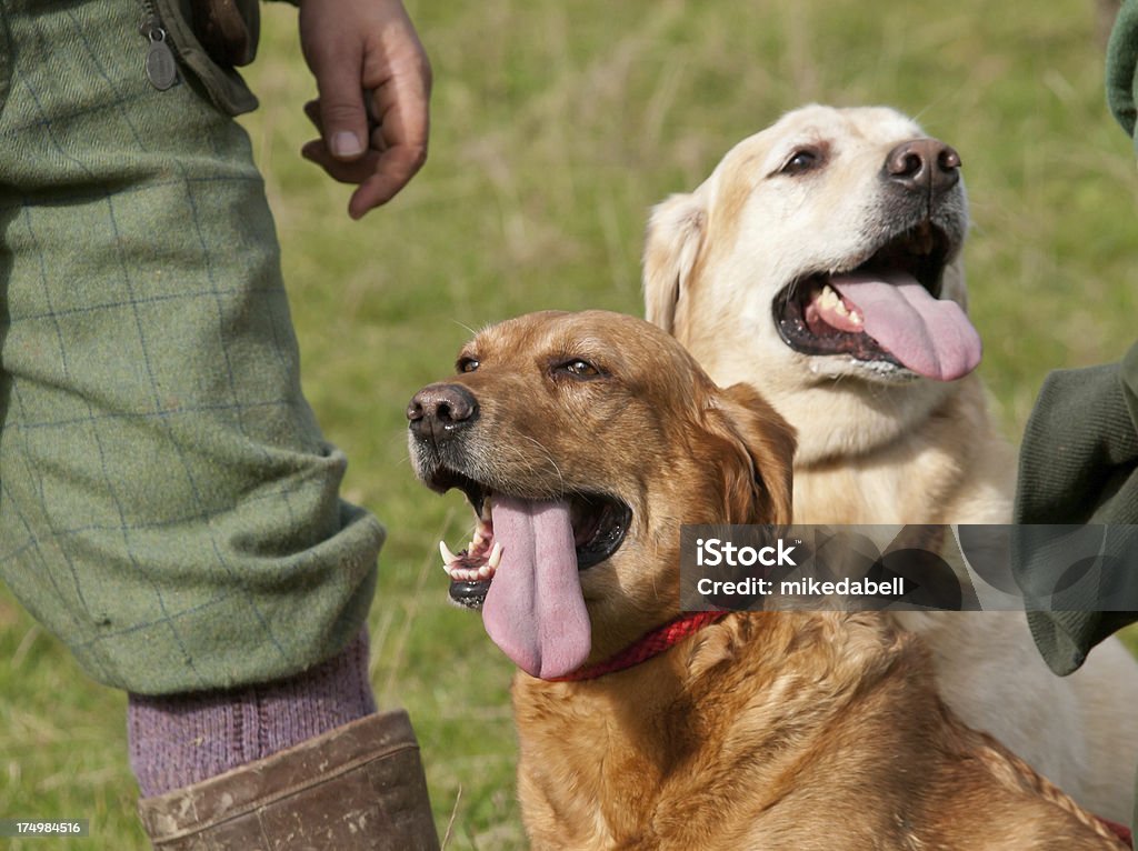 Pistola de perros - Foto de stock de Adulto libre de derechos