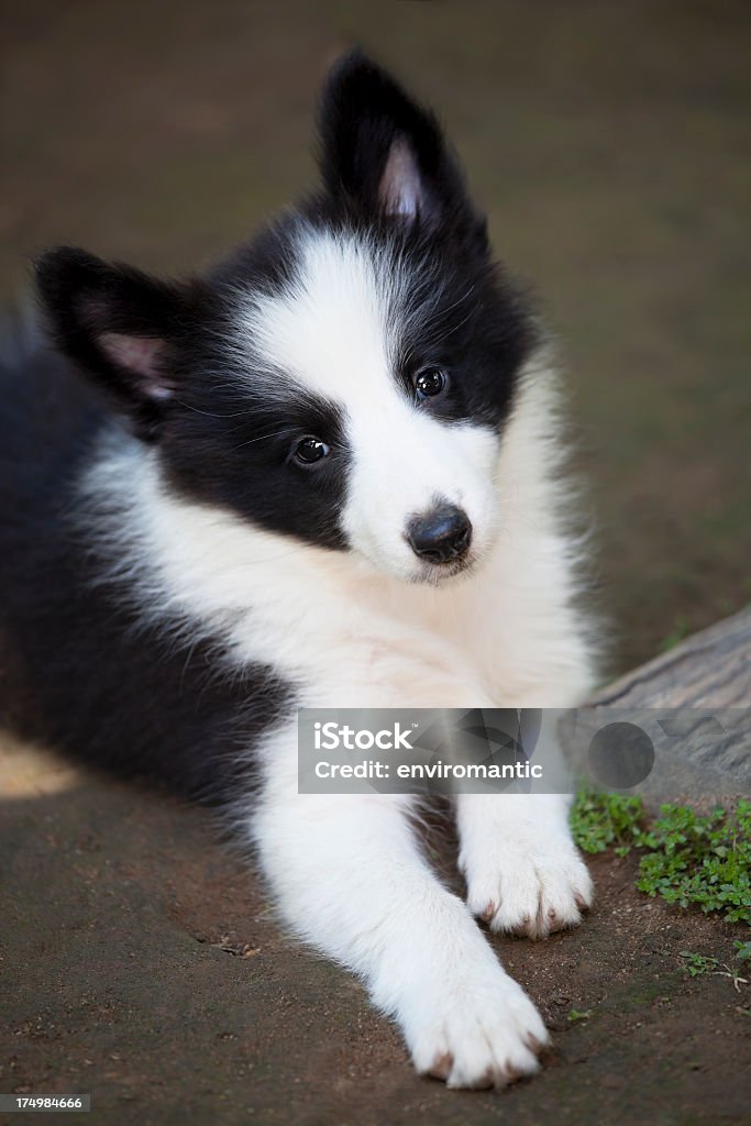 Fofo Collie Border cachorrinho. - Royalty-free Animal Foto de stock