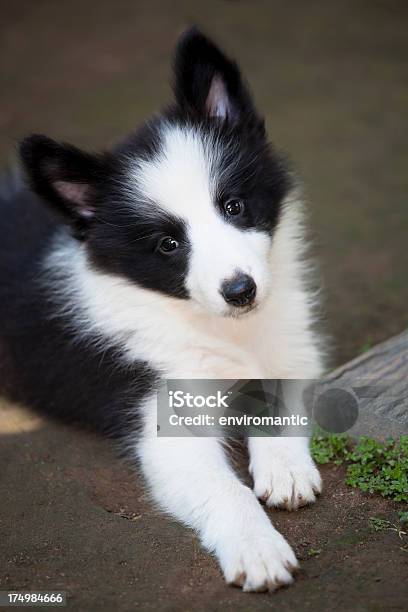 Fofo Collie Border Cachorrinho - Fotografias de stock e mais imagens de Animal - Animal, Animal de Estimação, Ao Ar Livre