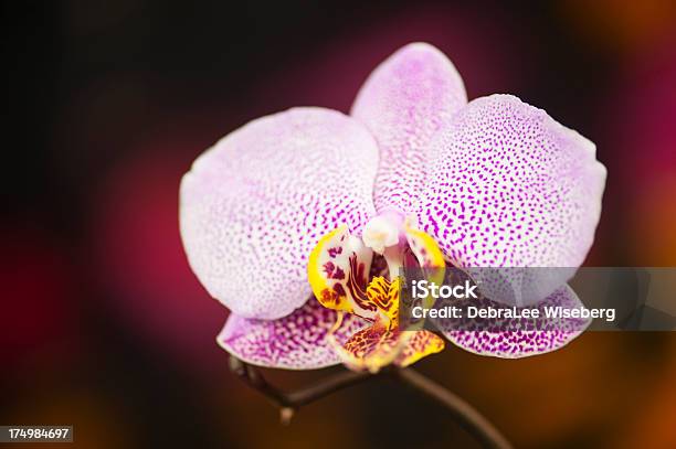 Orquídea Mariposa Moteado Foto de stock y más banco de imágenes de Alta Sociedad - Alta Sociedad, Belleza de la naturaleza, Cabeza de flor