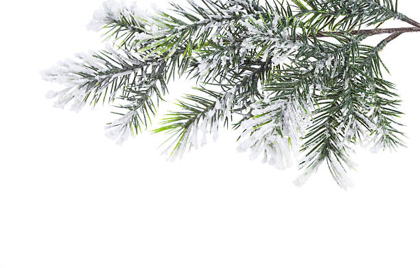 istock Christmas tree twig with frost 174984768