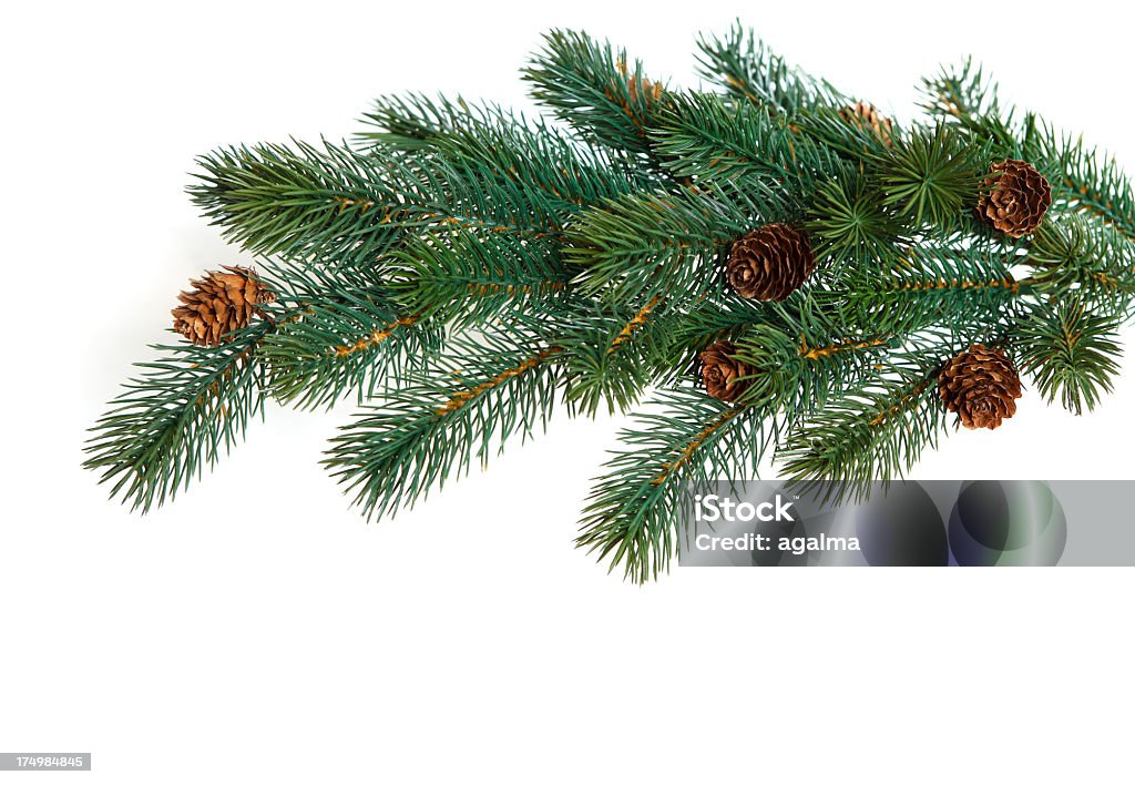 Pigna - Foto stock royalty-free di Albero