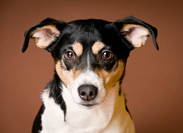 istock Happy Jack Russell Terrier Dog Close-up 174985083