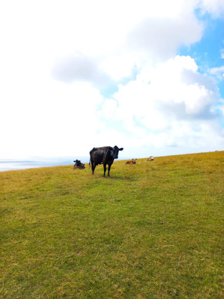 istock Cows are wasting time in the meadow 1749850918