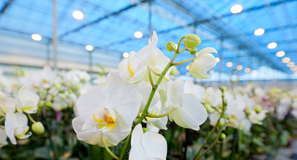 White orchid (Phalaenopsis - Moth Orchid) in an orchid garden. Selective focus.