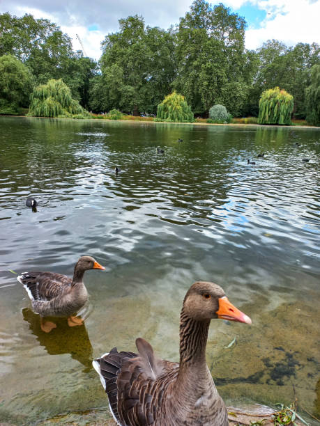 istock Feeding Ducks at Bournemouth Park 1749851488
