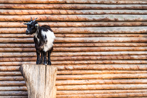 Goat in front of a wooden wall