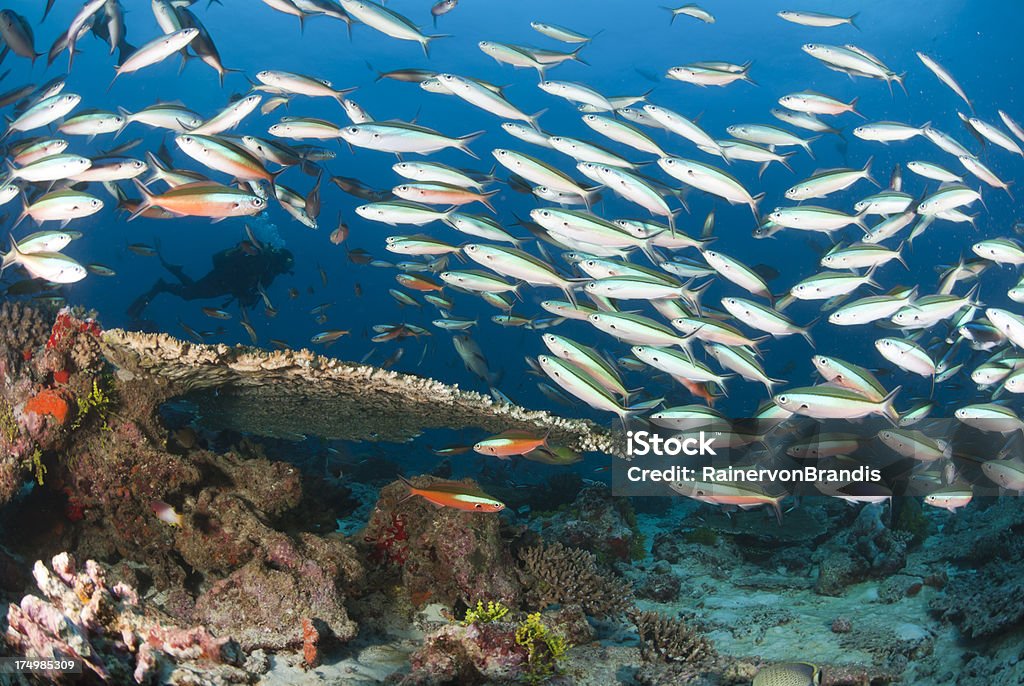 Pescado rodean un submarinista - Foto de stock de Abundancia libre de derechos