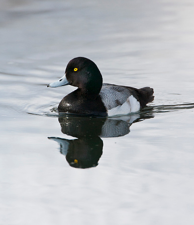 Wintering  Greater scaup, Aythya marila, in Japan. Swimming in river mouth.
