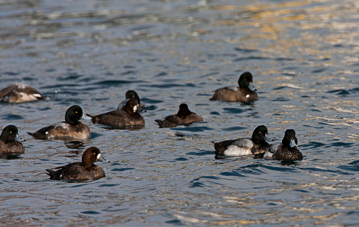 Groep zwemmende Toppereenden; Flock of swimming Greater Scaups