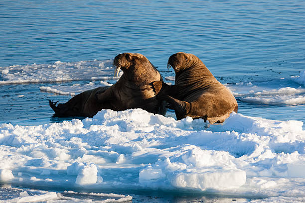 Two walrus stock photo