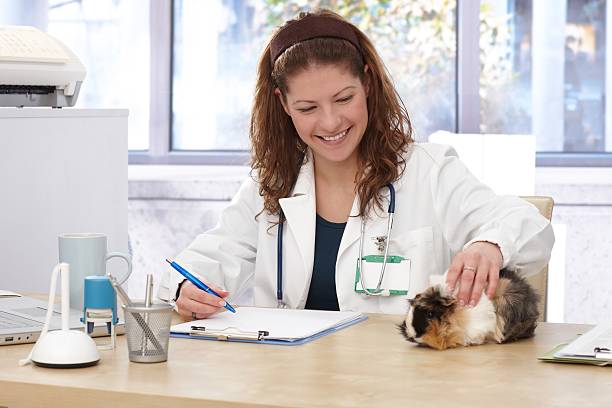 Veterinarian examining guinea pig stock photo