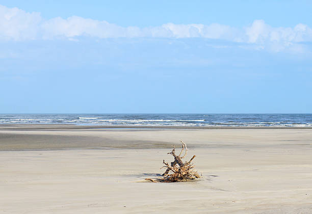 Driftwood Driftwood has washed up on the shore of the Georgia coast. saint simons island photos stock pictures, royalty-free photos & images