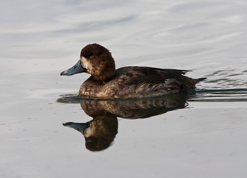 Wintering  Greater scaup, Aythya marila, in Japan. Swimming in river mouth.