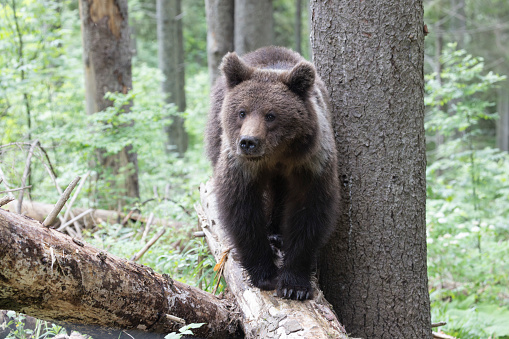 European brown bear ursus arctos close up in spruce forest walking on fallen tree trunk during summer.