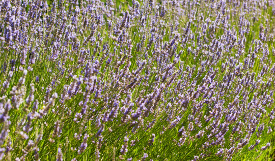 Pale lavender buds and flowers