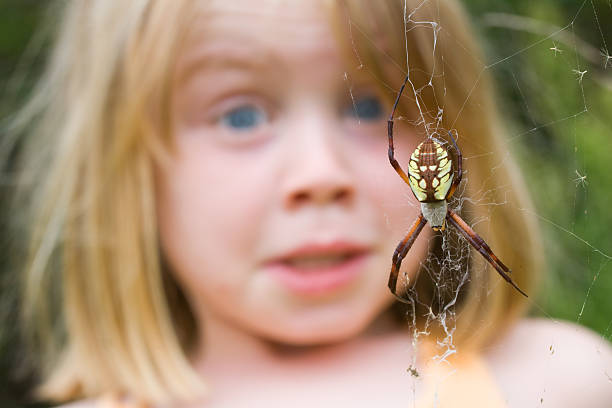 Fear of Spiders! "Young child surprised by a wasp spider, Argiope aurantia" spider with prey stock pictures, royalty-free photos & images